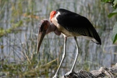 Afrika_1355