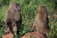 Afrika_2280