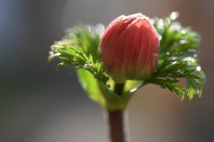 Anemone