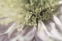 Aster