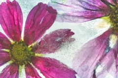 Blumeneis