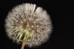 Pusteblume_sw_HIntergrund