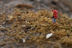 Wanderer-im-Moos