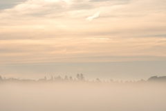 1_Tiefnebel_Wald