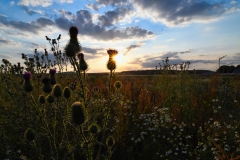 Distel-Kamille-Himmel