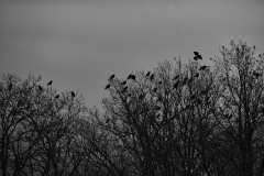 Voegel_im_Baum_silhouette