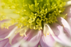 Aster