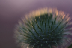 Distel-nah-abend