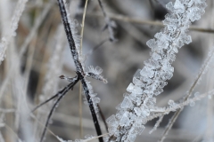 Eiskristalle-an-Halm