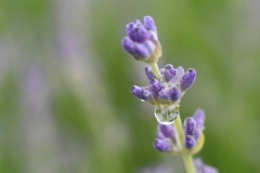 Lavendel-Tropfen