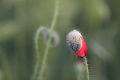 Mohn