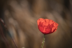 Mohn_knitterig