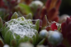 Sedum-Spinnweer