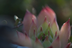 Sedum-rote-Spitzen