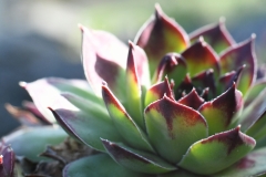 Sedum