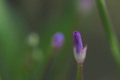 Teichblume