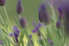 garten_4
