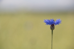1_Feld_38