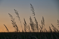 1_Gras_blauestunde