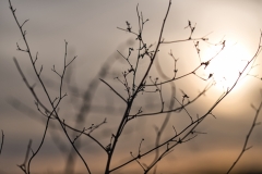 1_Zweige_Licht