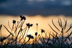 1_feldabends270620_20