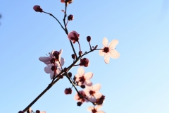 Blutpflaume-Himmel