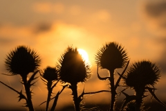 Distel-Gegenlicht-Gold