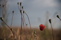 Mohn_staengelig