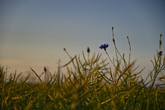 Raps_licht