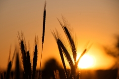 Weizen_gold
