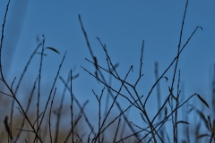 Zweige_vor_blau