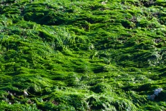 Algen-Nordsee