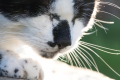 Katze-Seite-2