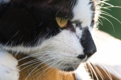 Katze-Seite