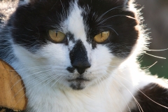 Katze-vorne