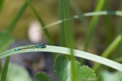 Libelle