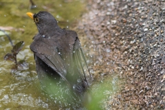 Vogelbad