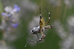 Zebraspinne