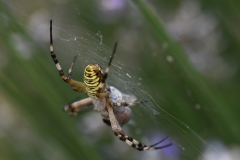 Zebraspinne2