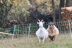 Ziege_Schaf